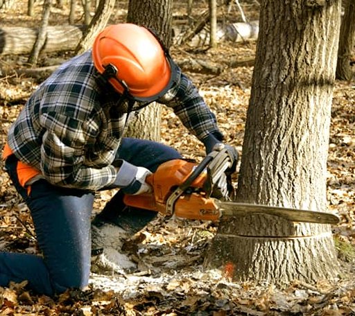 Tree Removal in Damon, TX